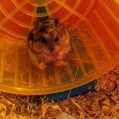 Dværghamster William