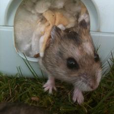 Dværghamster William