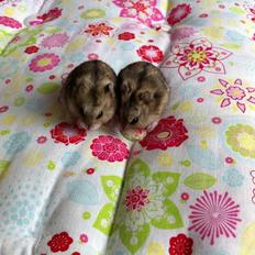 Dværghamster William