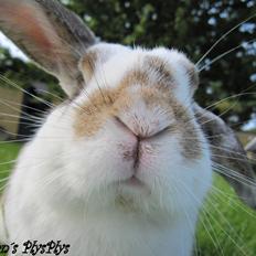 Kanin Holmens Plys Plys <3 R.I.P <3 