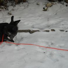 Kanin " Visby´s Fairy tale