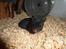 Hamster - Hans-Peter