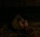 Marsvin hannibal-R.I.P:'((himmelgnaver d.10/2-12)