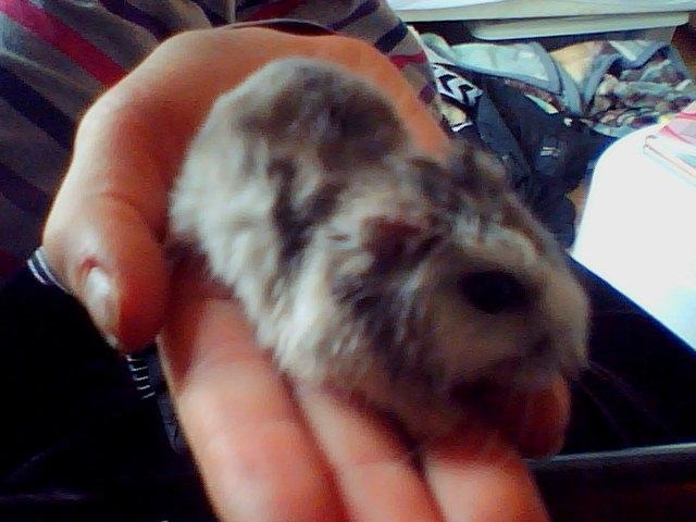 Dværghamster Alvin/Life - Alvin hygger med miq efter skole billede 8