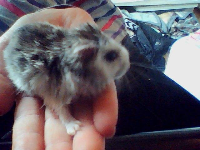 Dværghamster Alvin/Life - min elskede hamster billede 9