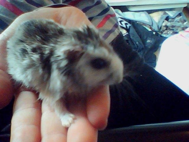 Dværghamster Alvin/Life - ALVIN<3 billede 10