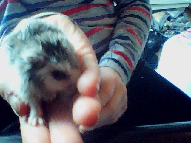 Dværghamster Alvin/Life - "slikker" billede 11