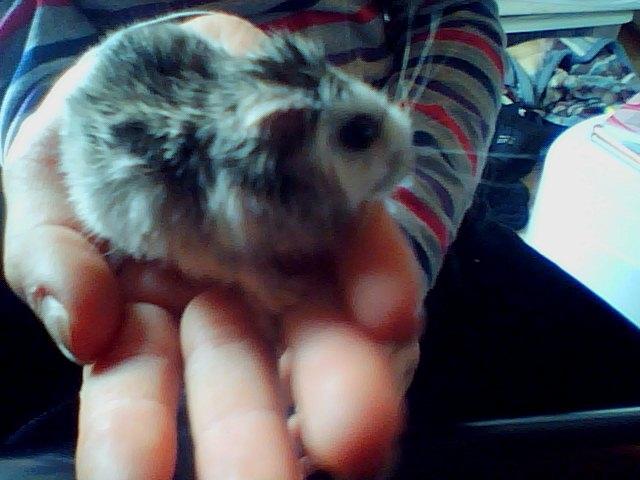 Dværghamster Alvin/Life - Aller billede 12