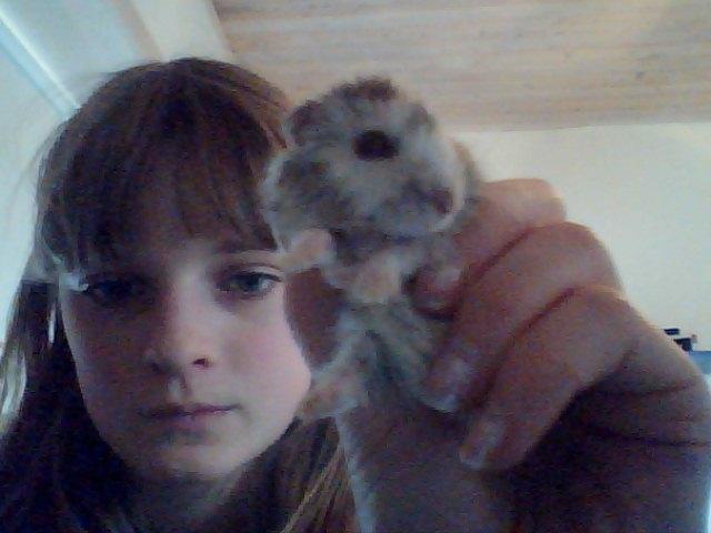 Dværghamster Alvin/Life billede 19