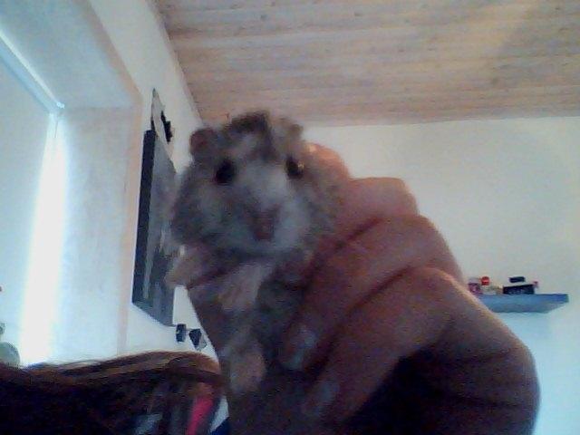 Dværghamster Alvin/Life billede 20