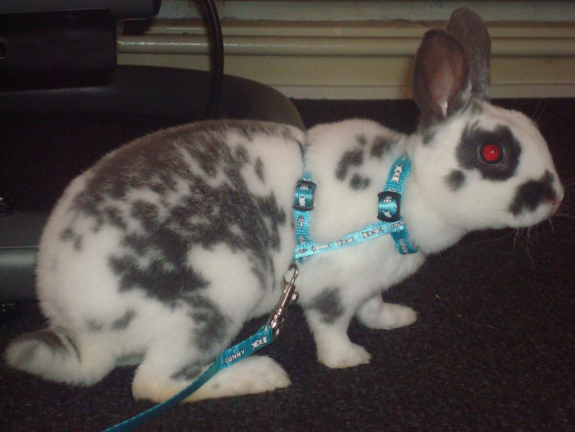 Kanin Sergio Diego *My Soulmate* REXI billede 1