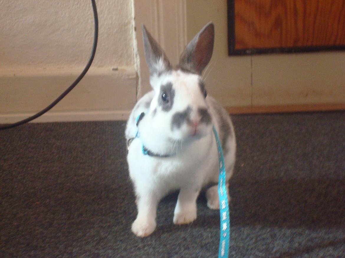 Kanin Sergio Diego *My Soulmate* REXI billede 9