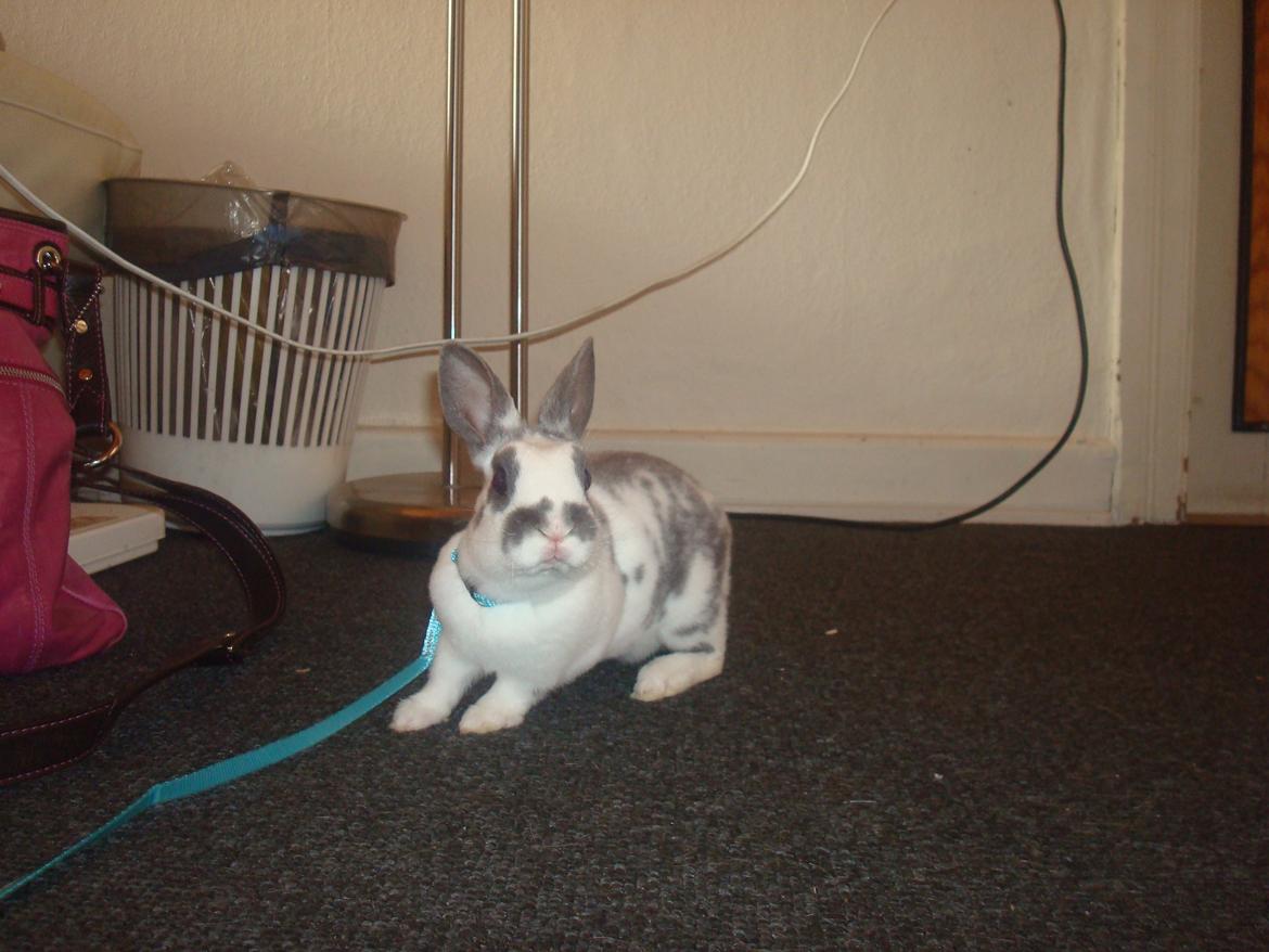 Kanin Sergio Diego *My Soulmate* REXI billede 10