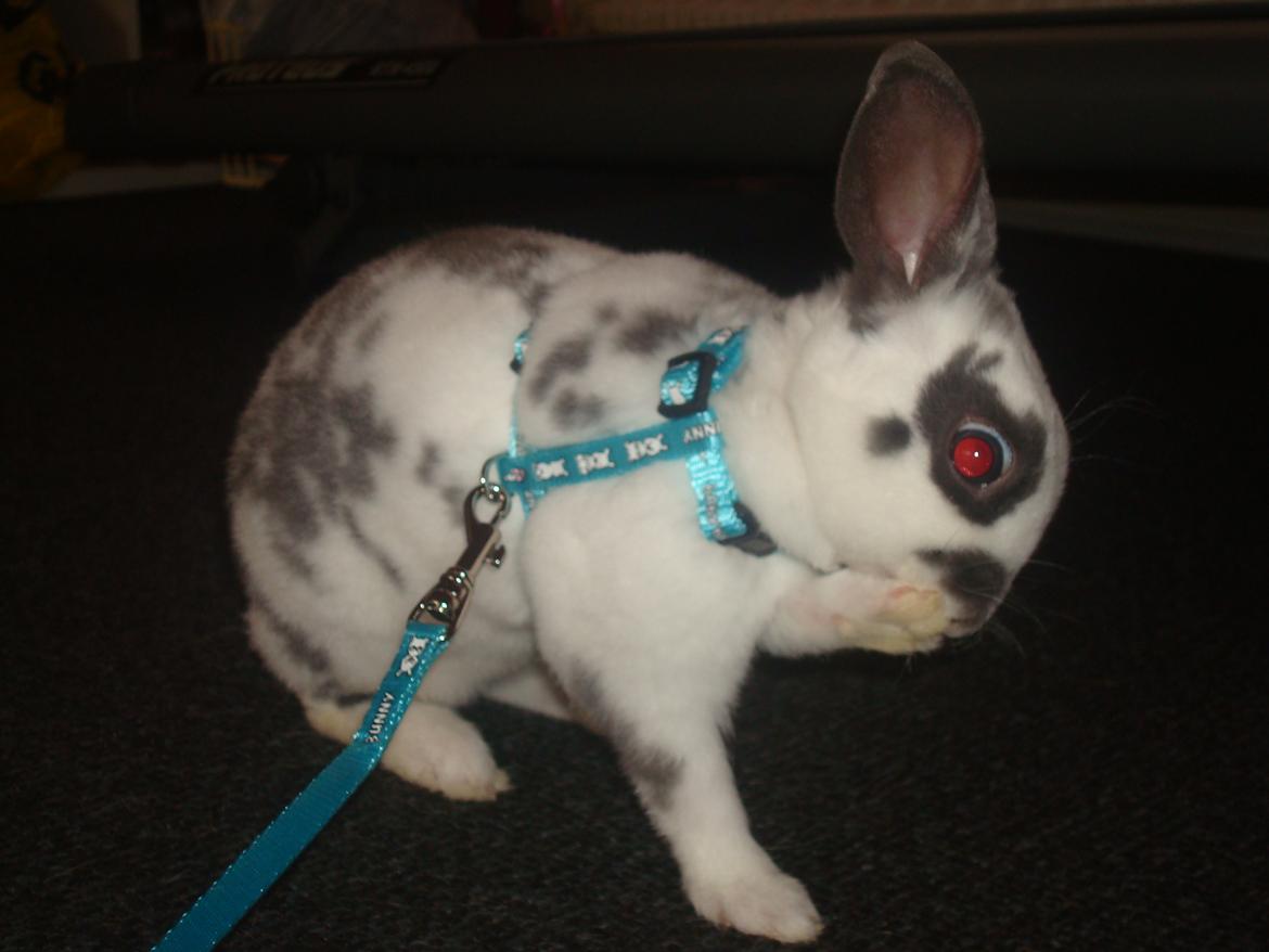 Kanin Sergio Diego *My Soulmate* REXI billede 2