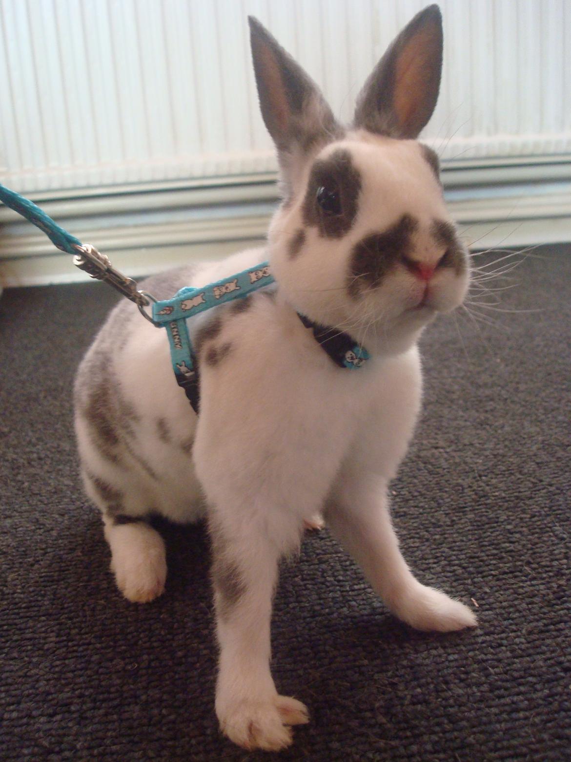 Kanin Sergio Diego *My Soulmate* REXI billede 11