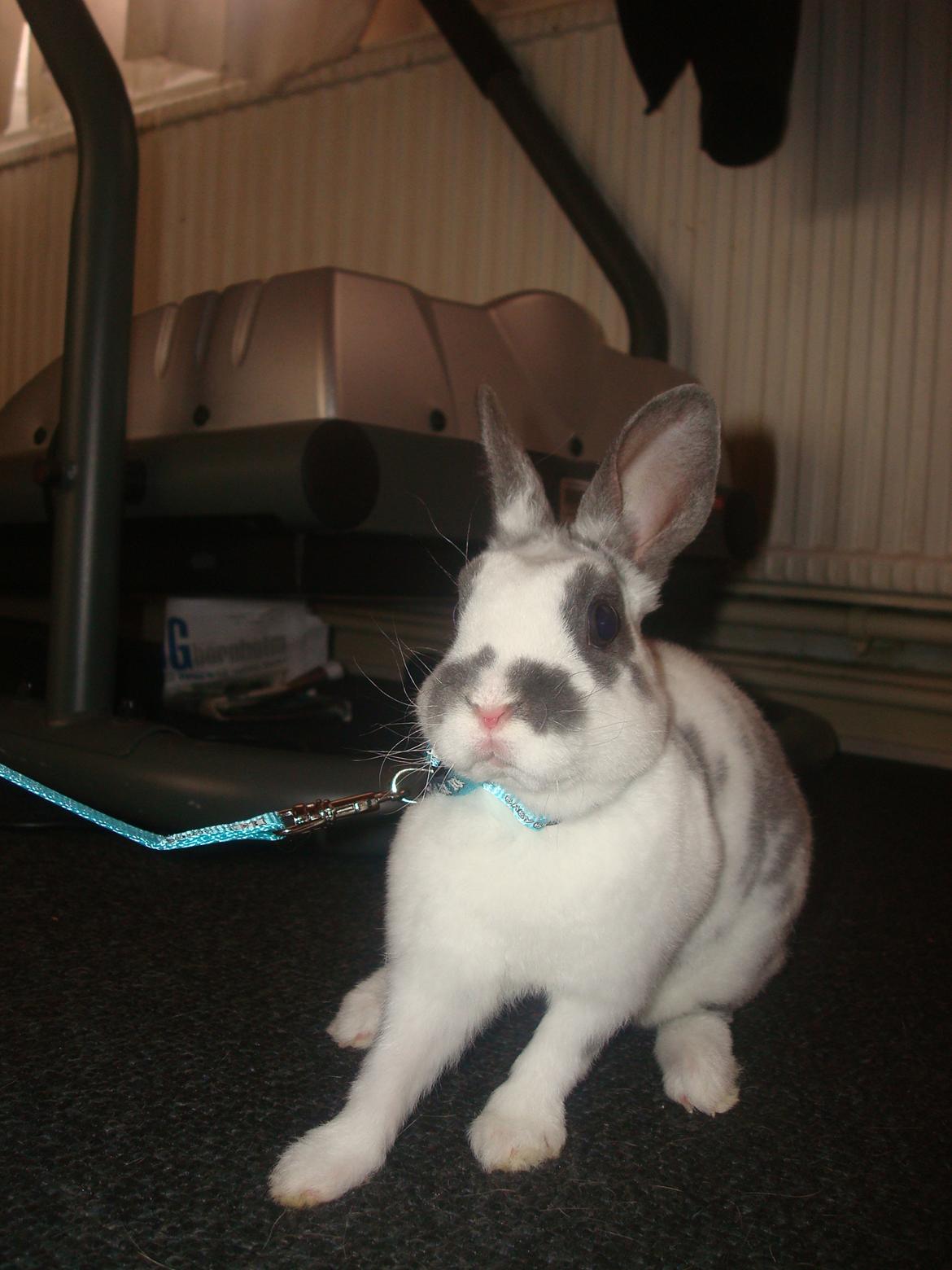 Kanin Sergio Diego *My Soulmate* REXI billede 8