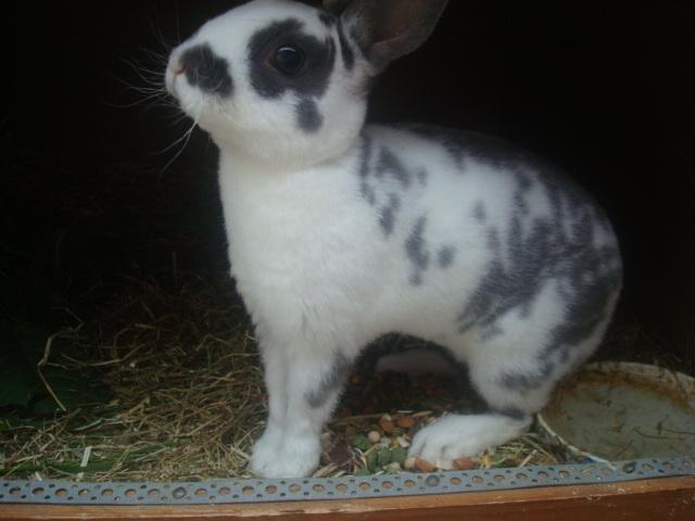 Kanin Sergio Diego *My Soulmate* REXI - Obs Obs Obs vil lige sige han IKKE får det foder til hverdagen dette var et engangs brug da jeg ikke havde andet hjemme!! billede 5