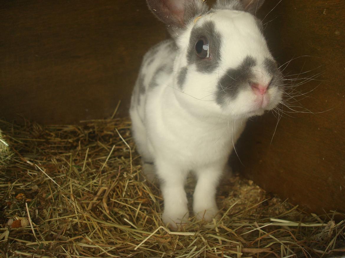 Kanin Sergio Diego *My Soulmate* REXI billede 12