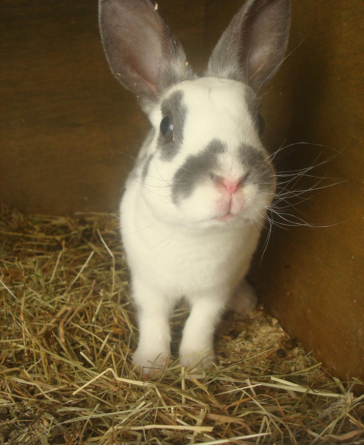 Kanin Sergio Diego *My Soulmate* REXI billede 13