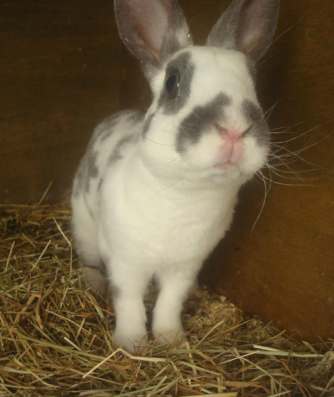 Kanin Sergio Diego *My Soulmate* REXI billede 14