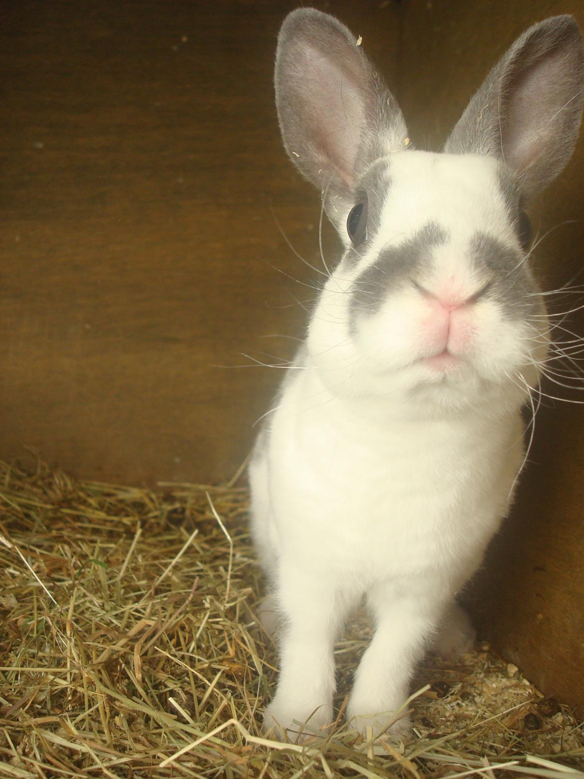 Kanin Sergio Diego *My Soulmate* REXI billede 15