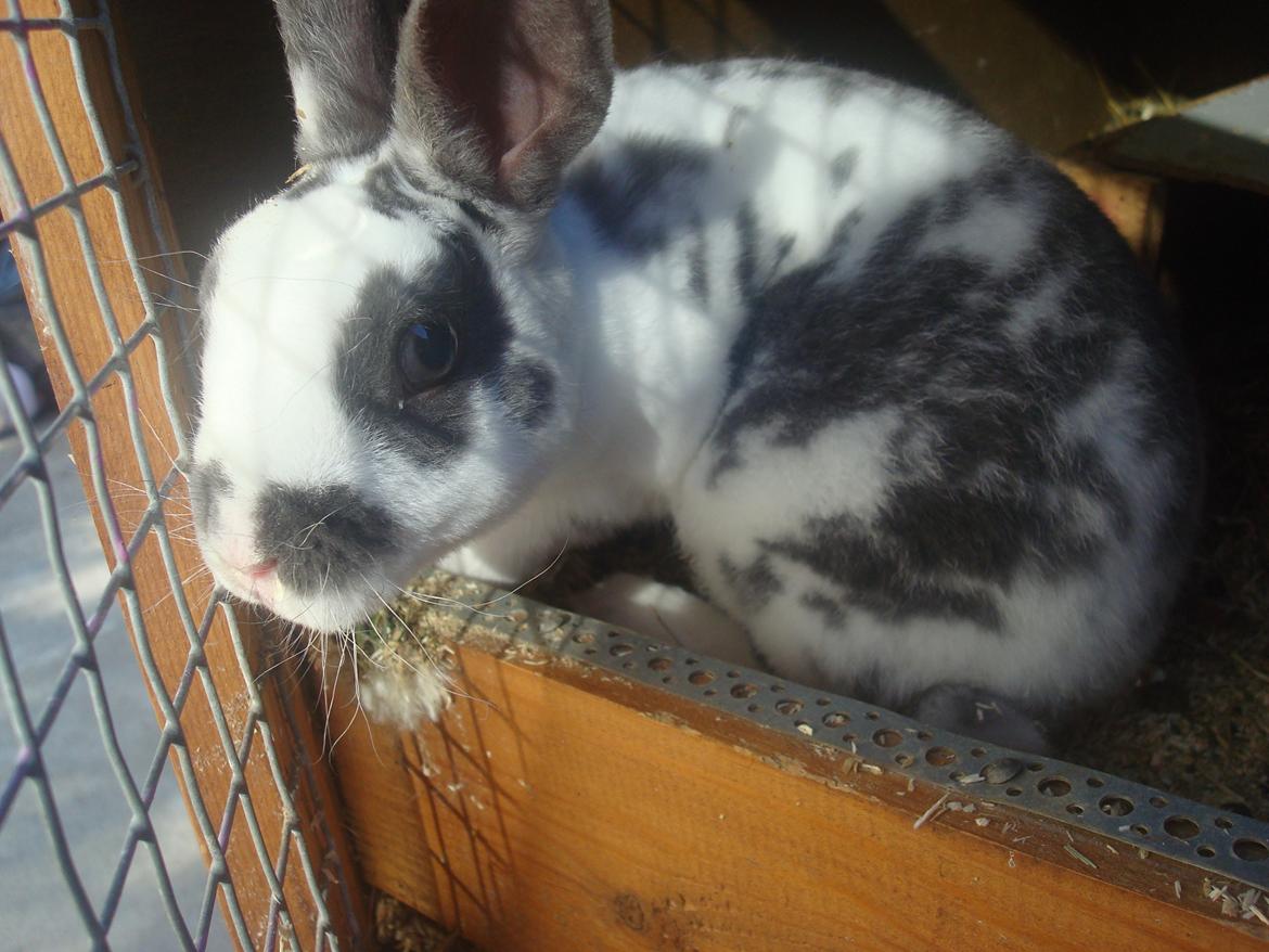 Kanin Sergio Diego *My Soulmate* REXI billede 4