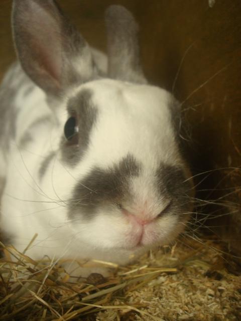 Kanin Sergio Diego *My Soulmate* REXI billede 16