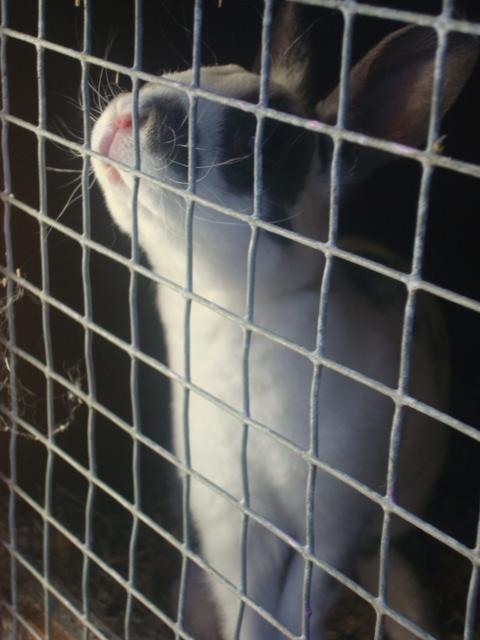 Kanin Sergio Diego *My Soulmate* REXI billede 3