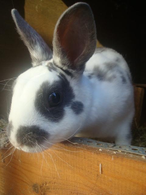 Kanin Sergio Diego *My Soulmate* REXI billede 17