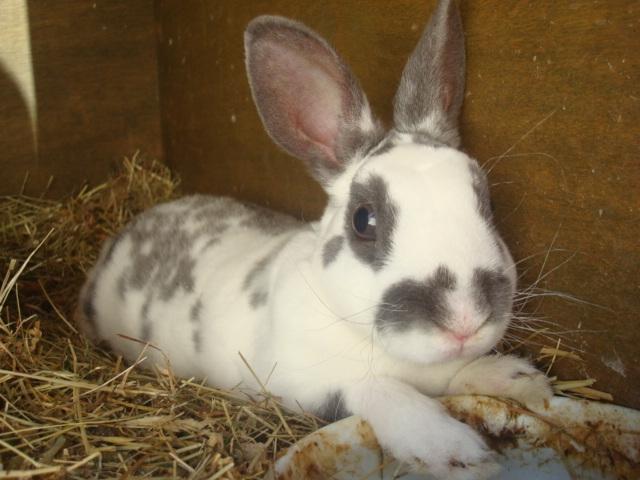 Kanin Sergio Diego *My Soulmate* REXI - En varm sommer dag! billede 7