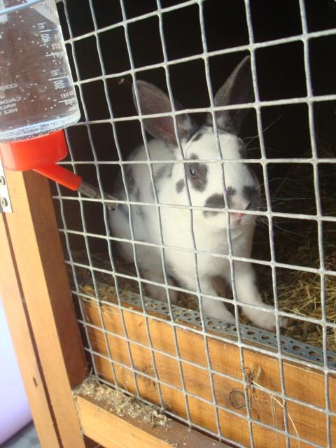 Kanin Sergio Diego *My Soulmate* REXI billede 6