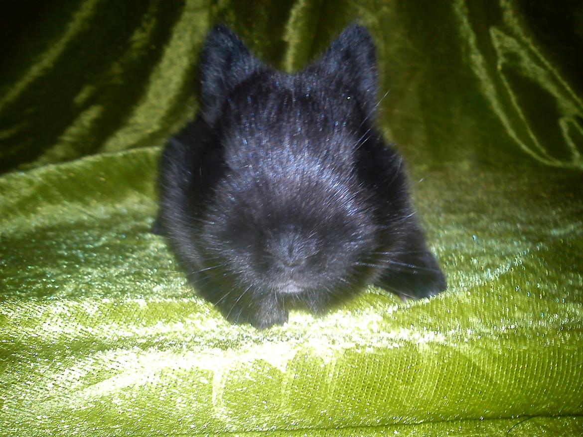 Kanin Ahrenkiels Stampe Jr. |Blanding| *R.I.P.* - Fotograf: Mig. billede 4