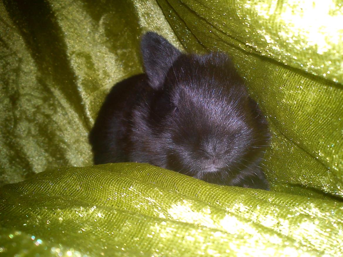 Kanin Ahrenkiels Stampe Jr. |Blanding| *R.I.P.* - Fotograf: Mig. billede 13