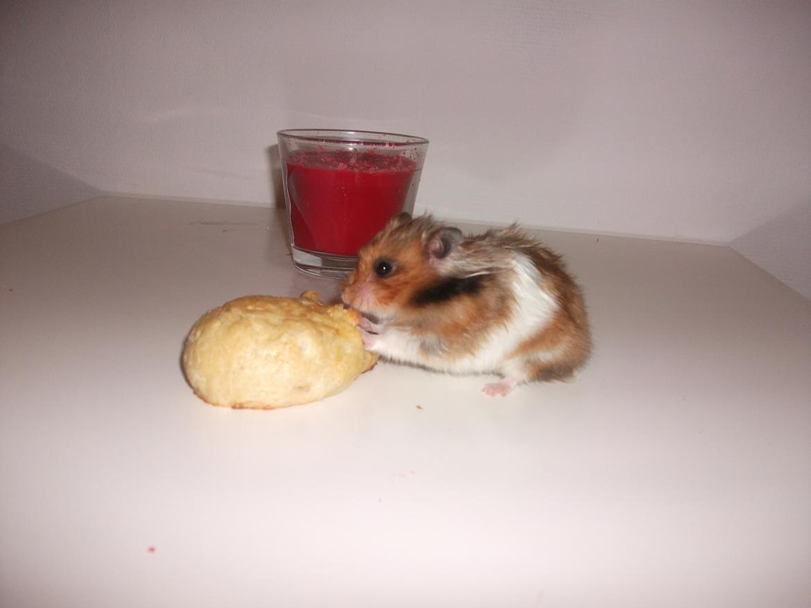 Hamster Kiwi - jeg spiser en hjemme lavet musebolde billede 2