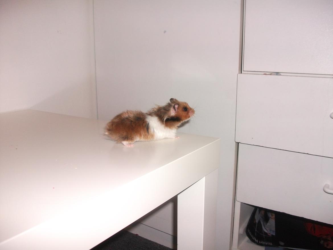 Hamster Kiwi - kiwi vandrer rundt billede 5