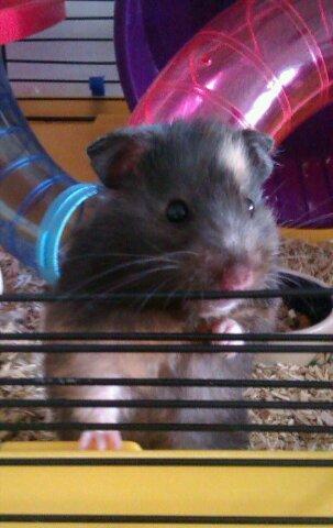 Hamster Bella Hamster Gonzardes billede 6