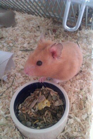 Hamster Gnaske Hamster Gonzardes billede 1