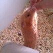 Hamster Gnaske Hamster Gonzardes billede 2