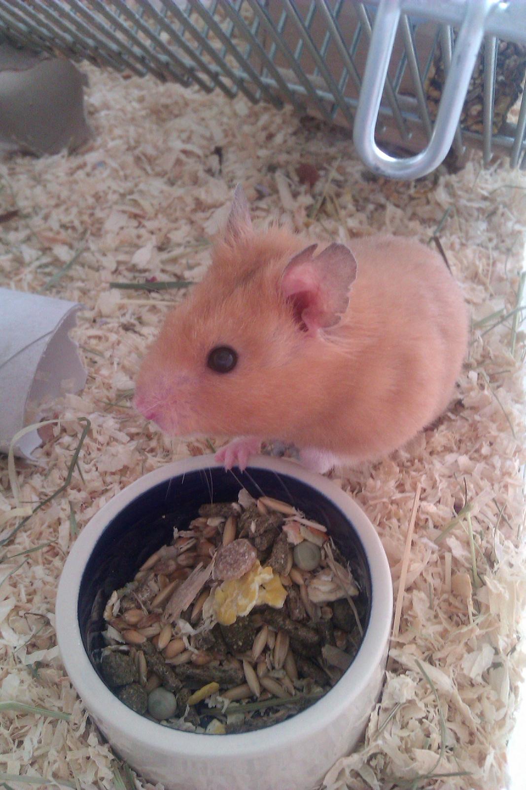Hamster Gnaske Hamster Gonzardes billede 3