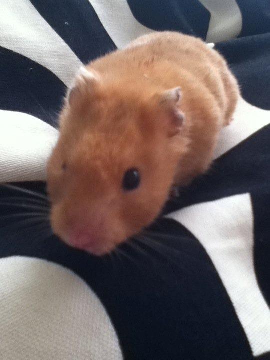 Hamster Gnaske Hamster Gonzardes billede 4