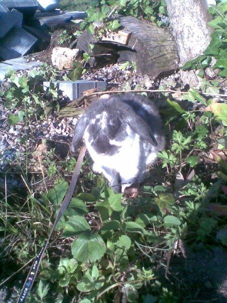 Kanin Victor  (Himmelgnaver) - Victor nyder solen (: billede 1