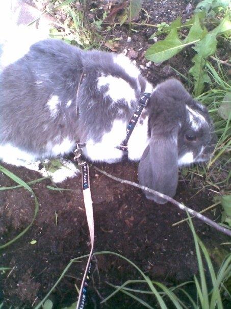 Kanin Victor  (Himmelgnaver) - Victor på opdagelse billede 2