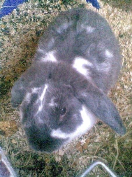 Kanin Victor  (Himmelgnaver) - Victor <3 billede 3