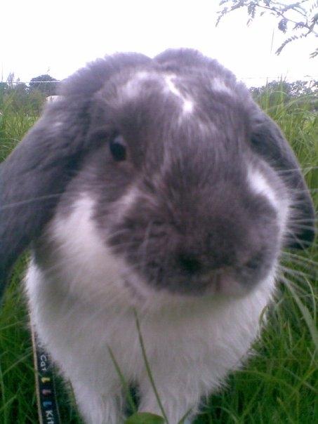 Kanin Victor  (Himmelgnaver) - Øhm - hvad laver du mor?  billede 4