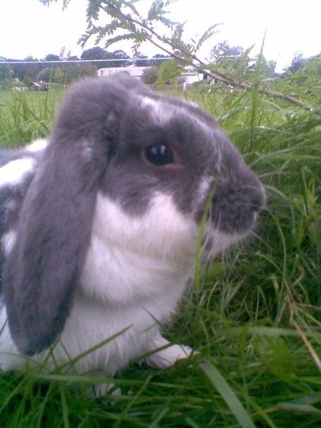 Kanin Victor  (Himmelgnaver) - Victor <3 billede 5