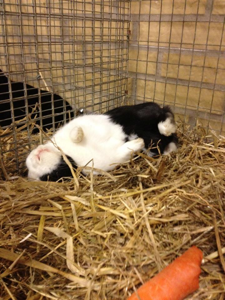 Kanin Ålbækkegårds Herbert Andersen billede 20