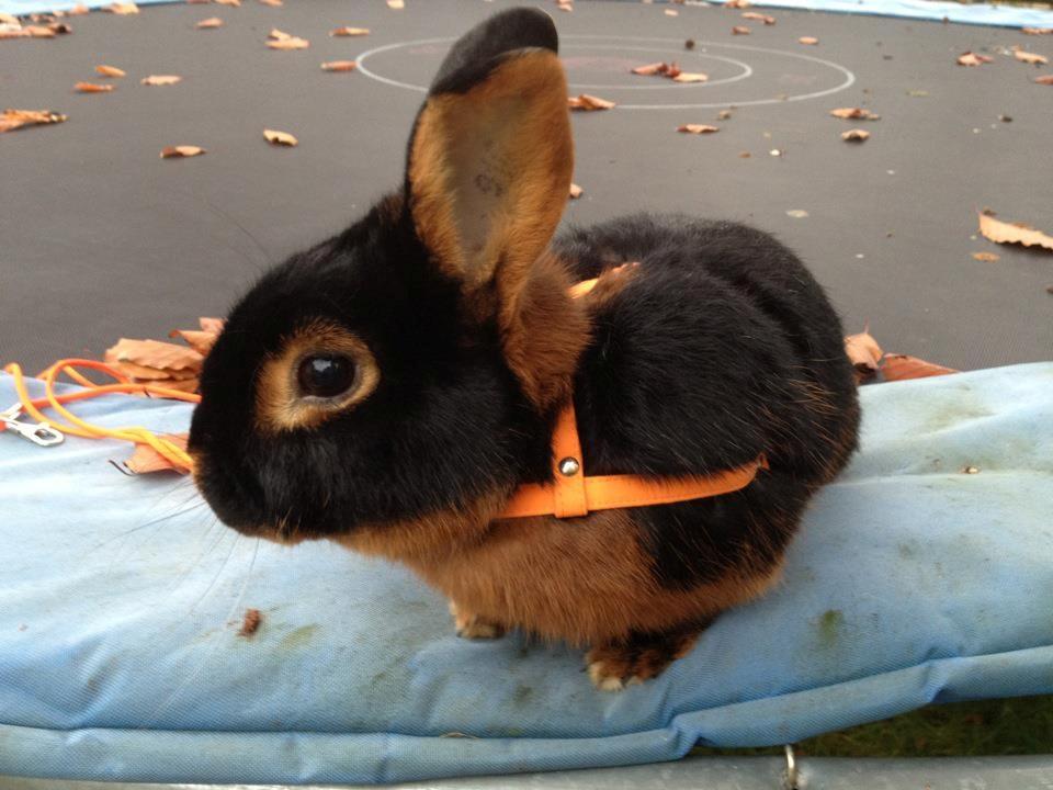 Kanin Buddh billede 15