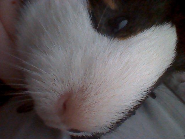 Marsvin Snuske - Det smukke hovede billede 13