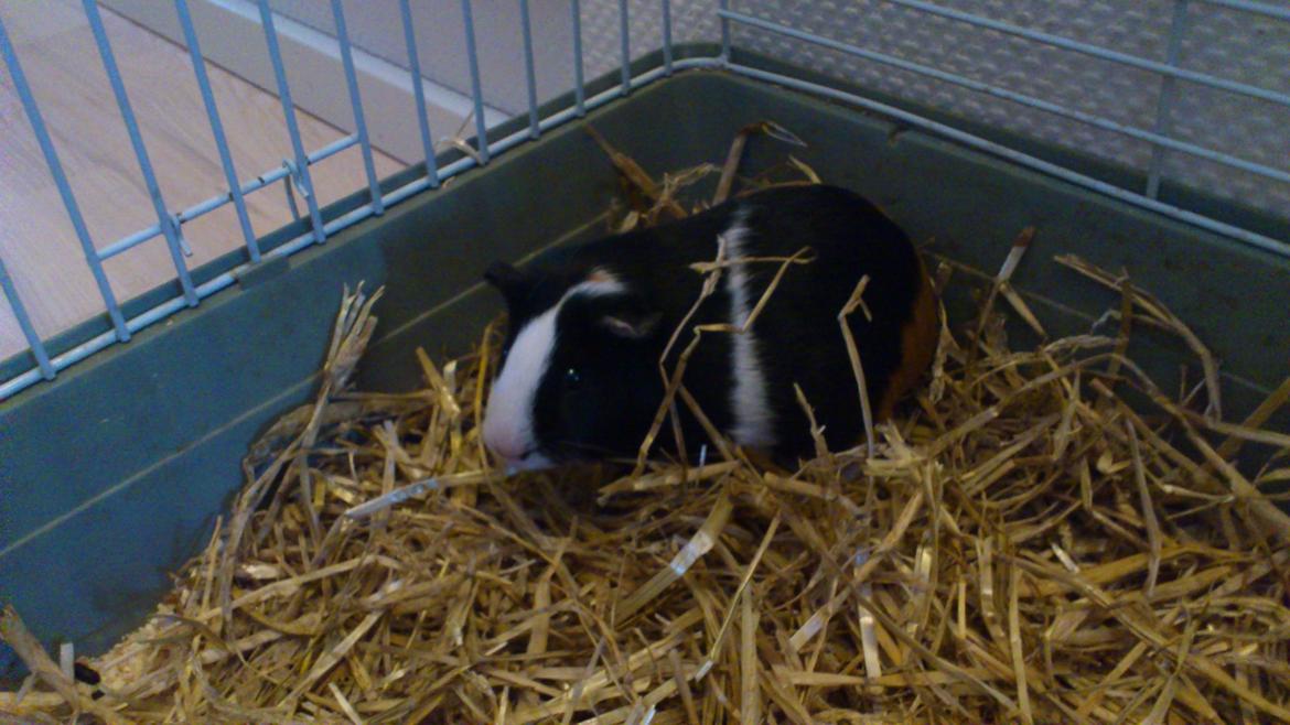 Marsvin Snuske billede 15