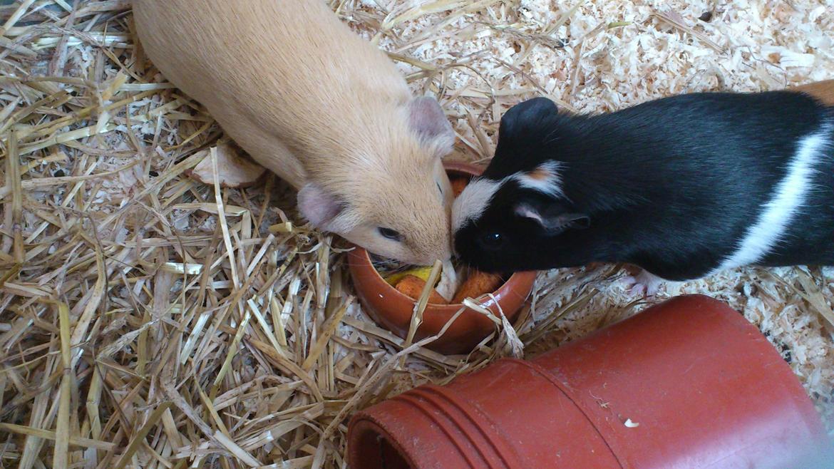 Marsvin Snuske - Nam Nam. Noget nyt.... billede 16